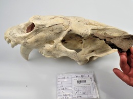 В Германии нашли прекрасный череп саблезубой кошки