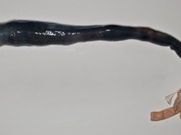 Биологи впервые изучили живого хемоавтотрофного червя