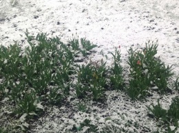 Тюльпаны в снегу: в Лозовой из-за похолодания закрыли школы