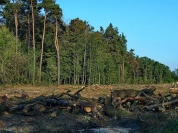 Родственники прокуроров и батюшки Московского патриархата захватывают Беличанский лес