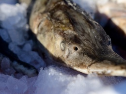 Эксперты: Рыба не мерзнет в ледяной воде