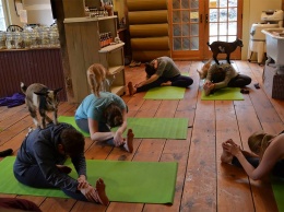 Этот инструктор по йоге решил разнообразить занятия таким необычным образом