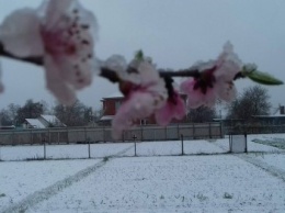 Цветущие сады Кривого Рога накрыло снегом (фото)