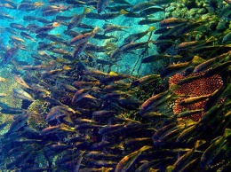 Биологи уличили рыб в наличии у них "коллективного разума"