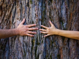 Новый рекорд Гиннесса по объятиям с деревьями установили в Индии