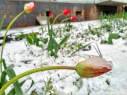 В Запорожье выпал снег (ФОТО)