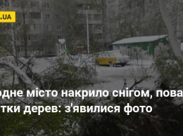 Еще один город накрыло снегом, повалены десятки деревьев: появились фото