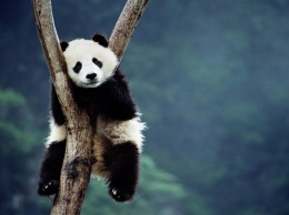 Ученые выяснили значение окраса панды