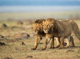 Львы-людоеды из Кении убивали людей ради удовольствия, - ученые