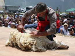 На майские праздники в Одесской области пройдет чемпионат по стрижке овец