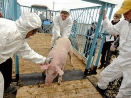Новая инструкция по борьбе с АЧС: Переработка мяса здоровых животных из зоны защиты разрешена