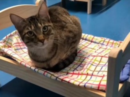 Бездомным котам в Канаде подарили мини-кровати (видео)