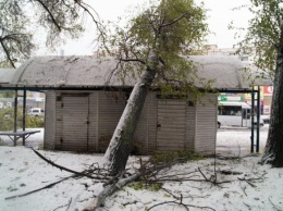 Древопад в Днепре: дерево упало на крышу остановки