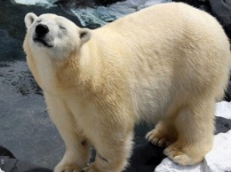 Белая медведица умерла в зоопарке от тоски по подруге