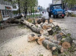 Не пропадать же добру: древесину упавших деревьев отдадут запорожцам