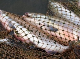 На Днепропетровщине рыбоохрана задержала браконьеров