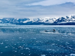 Ученые считают Арктику климатическим индикатором