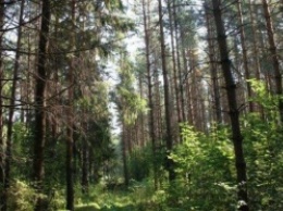 В лесу под Кемерово пропала семейная пара