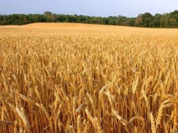 Заморозки на Павлоградщине не отразятся на урожае зерновых