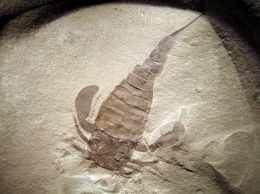 Палеонтологи раскрыли технику охоты ракоскорпионов
