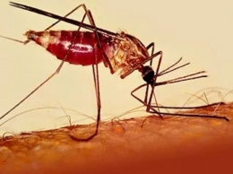 Ученые изучили малярию с помощью математики