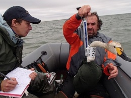 Китайские специалисты помогут российским коллегам в изучении арктических птиц на Ямале