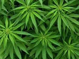 Употребление марихуаны в медицинских целях легализовали в Греции