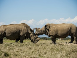 Онлайн-знакомства спасут вымирающих носорогов