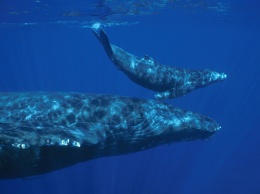 Шепот спасает горбатых китов от хищников