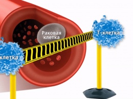 Биологи открыли молекулу, позволяющую "удушить" рак