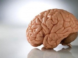 Ученые: При строгой диете мозг поедает собственные клетки