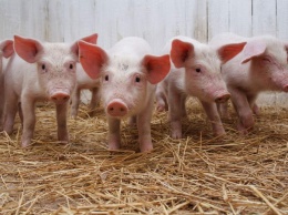 В Украине продолжается падеж свиней