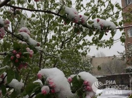 В Крыму в этом году прогнозируют снижение урожая клубники, черешни, персиков и яблок