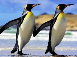 Между пингвинами "тает лед" из-за большой любви - ученые