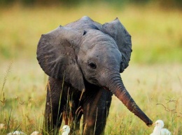 На Шри-Ланке разрешили "усыновлять" слонов