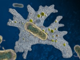 Биологи выяснили, почему чума до сих пор не исчезла