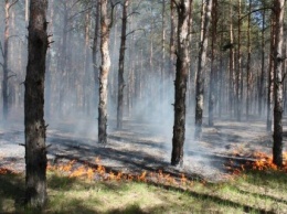Брошенный окурок стал причиной пожара в Матвеевском лесу (ФОТО)