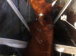 На Николаевщине спасатели достали корову из заброшенного колодца
