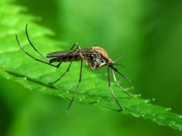 Комары могут не пить кровь - Ученые