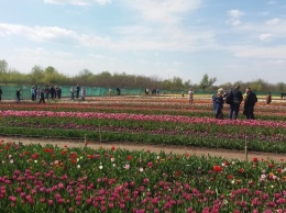"Маленькая Голландия": под Черновцами зацвели тысячи тюльпанов. Завораживающие фото