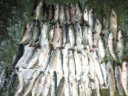 Пограничники поймали браконьеров с рыбой почти на 200 тысяч