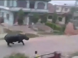 Ярость в чистом виде: в непальском городе носорог погнался за мотоциклистами - один человек убит, трое ранены
