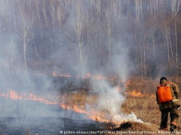 Пострадавшим от лесных пожаров в Сибири выделят 143 млн рублей