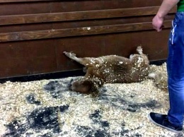 Зоозащитники Херсона обратили внимание на контактный зоопарк "Страна енотия"