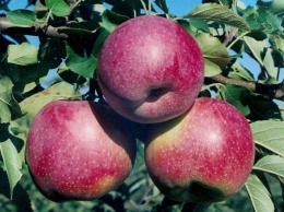 Яблоки уменьшают риск развития сердечных недугов
