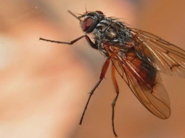 Почему пища, на которую приземляется муха, опасна