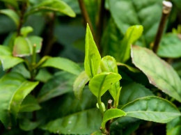 Ученые раскрыли тайну чайного дерева