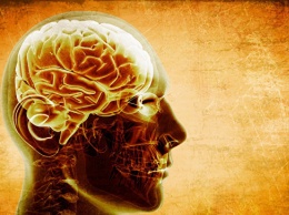 Биологи выяснили, почему зарядка улучшает память