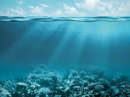 Норвежский миллиардер поможет WWF изучить океан
