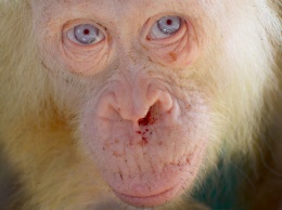 Орангутана-альбиноса спасли из клетки на острове Борнео